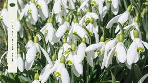 Winter Flowering Plants For Uk Gardens