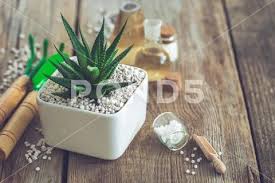 Haworthia Succulent In Flower Pot Mini