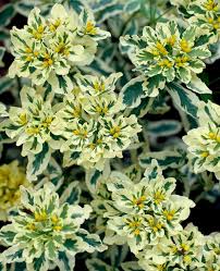 20 Tough Plants For Dry Shade