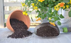 Best Potting Soil For Your Plants The