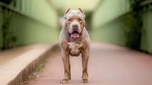 American Bully Xl And Why Do They Kill