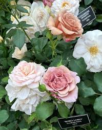 Best Rose To Grow In Your Garden