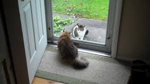 Vv602 Cat Fight Through Glass Door