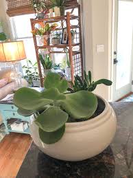 Best House Plants For Your Home