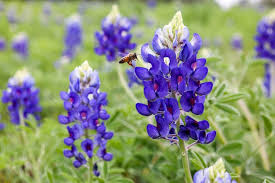 Texas Bluebonnets Arrived Early This