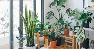 Best Indoor Plants For Australian Homes
