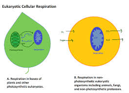 Cellular Respiration Overview