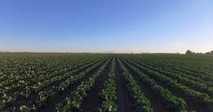 Crops On Farm In Rows Aerial Vegetables