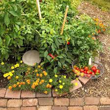 15 Tomato Support Ideas For Your Garden