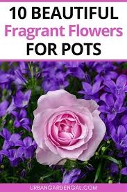 10 Fragrant Flowers For Containers