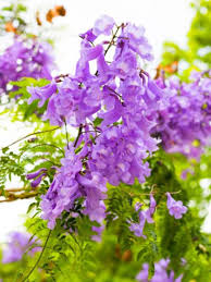 Growing Jacaranda Trees How To Plant