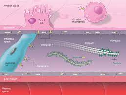 Basement Membrane An Overview