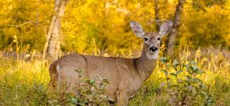 Deer Elk Solvepest