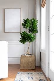 The Easiest Indoor Plants That Thrive