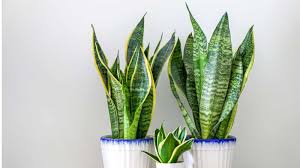 34 Best Low Light Indoor Plants Our