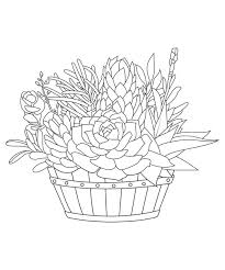 Vector Hand Drawn Line Art Succulents