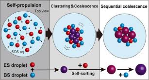 Sequentially Selective Coalescence Of