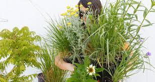 Mulhall S Nursery Garden Center