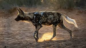 African Wild Dog Wikipedia