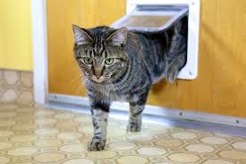 Cat Flaps Cat Care Cats Guide
