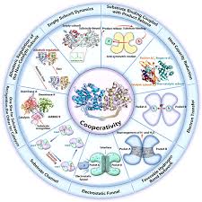 Dynamics Of Dimeric Enzymes