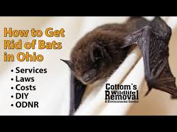 How When Cwr Removes Bats From Attics