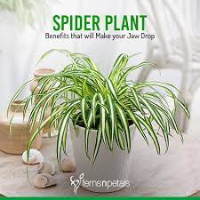 Spider Plant Benefits That Will Make