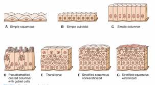 Картки 5 Epithelial Tissue Quizlet