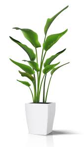 Green Plant On White Ilration Icon