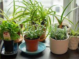 Growing An Indoor Herb Garden 101