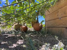 Growing Pumpkins Is As Easy As Pie With