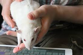 Rats Come To Android It S Scary But