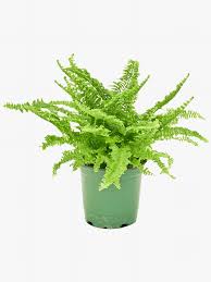 22 Pet Friendly Plants That Are Safe