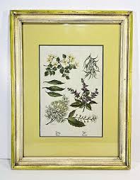 Vintage Botanical Print Framed Wall Art