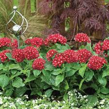 Bright Red Penta Outdoor Flowers