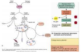 Respiration Y2 Hedwat Flashcards