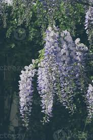 Chinese Wisteria Wisteria Wonderful