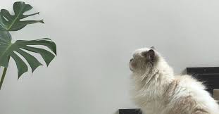 10 Cat Safe And Dog Safe Non Toxic