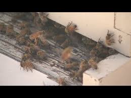 Bronx Bees For Honey Harvest