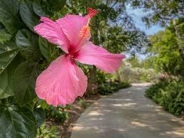 Marie Selby Botanical Gardens Florida