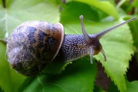 Keep Slugs And Snails Away From Plants
