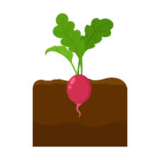 Carrot Icon Cartoon Single Plant Icon