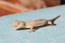 Common House Gecko Wikipedia