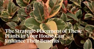 11 Vastu Plants That Invite Luck