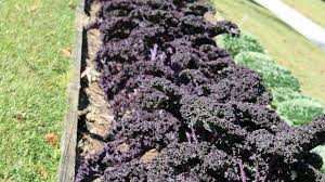 Gary Bachman Ornamental Cabbage Kale