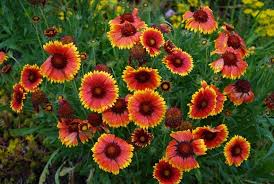Top 10 Plants For Patios Thompson