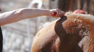 Horse Shedding Out Winter Coat Close Up
