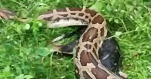 Moment 13ft Python Vomits Out Entire