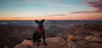 Pet Insurance In Arizona Cover Your