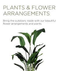 Plants Flower Arrangements